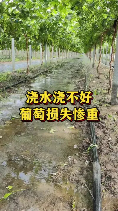 浇水浇不好，葡萄损失惨重#优质农产品 #农业种植 #三农