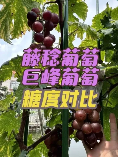 藤稔葡萄转色完成，摘下来和巨峰葡萄对比一下糖度值。#巨峰葡萄#藤稔葡萄#乒乓球葡萄 #葡萄测糖