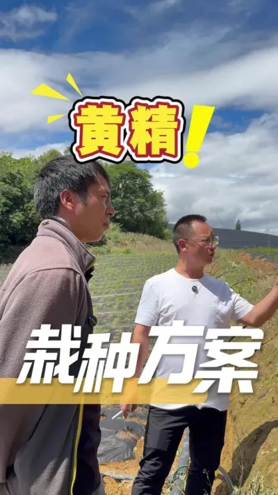 这家老板也是第一年栽黄精，全程跟着我们的方案来栽种管理，苗初期长势还是比较好的，期待后续情况跟踪。#黄精#农业技术推广#农业种植#三农