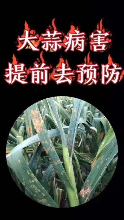 大蒜病害一定要重视提前预防#大蒜种植 #大蒜管理 #大蒜种植技术 #农资肥料 #三农种植