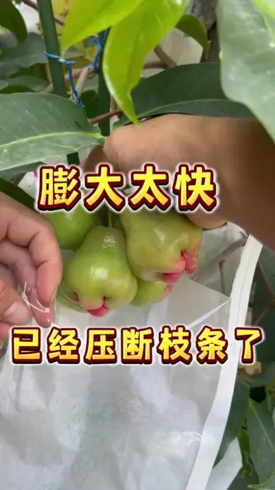 几天不见，已经压断枝条了#果树盆栽 #庭院种植#楼顶果园 #应季水果 #三农
