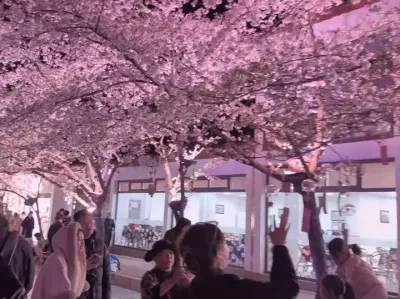 那时的我和你 常常相约在樱下.#鼋头渚 #樱花