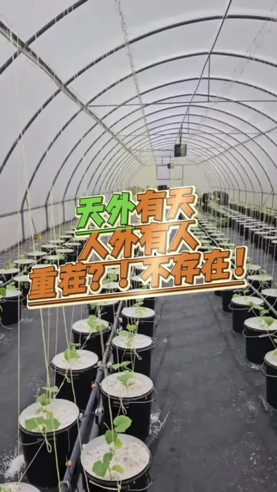#西瓜种植 #生根壮苗 #病虫害防治