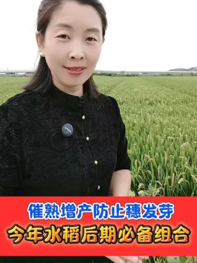 水稻催熟增产抗穗芽 一组十亩地，库存有限，需要速度#水稻种植 #水稻 #水稻发芽 #农资肥料
