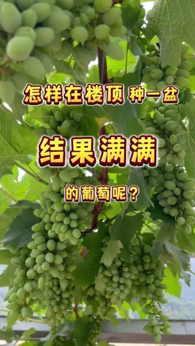 你是不是也想在楼顶种一棵挂果满满的葡萄？现在行动还来得及哦#天台果园 #盆栽葡萄，#内容启发搜索 #葡萄自由