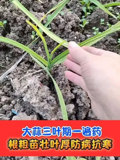 大蒜三叶一心必喷一遍药 #大蒜种植 #大蒜 #农业种植
