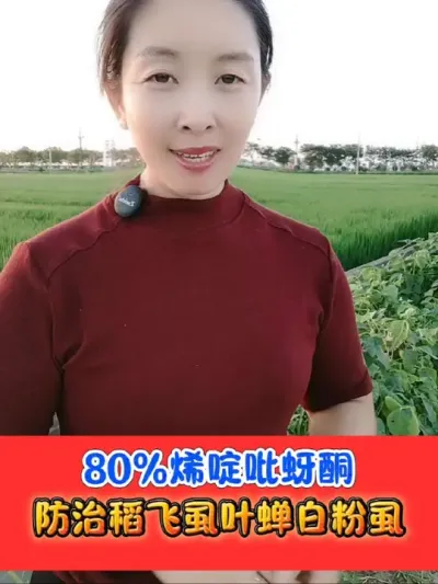 80%烯啶吡蚜酮防治稻飞虱 内吸传导长效管控，烯啶吡蚜酮防治稻飞虱叶蝉白粉虱#烯啶吡蚜酮 #稻飞虱 #水稻种植 #农资肥料 #吴平农资