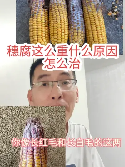 #玉米穗腐#来抖音学农技 #2024新农人计划 今年玉米穗腐是比较严重的，什么原因呢，怎么防治呢？和大家说一下。