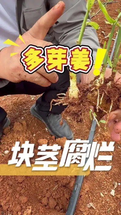 当姜块出现问题，出现多芽、腐烂等，一定要及时处理，才能及时止损，不让姜田全军覆没。#生姜#种植小技巧#农业技术推广