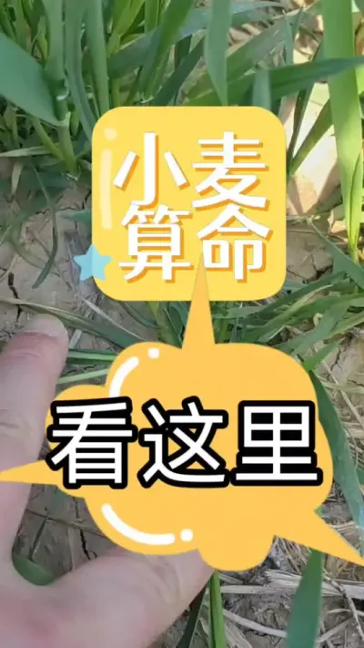 #小麦生理