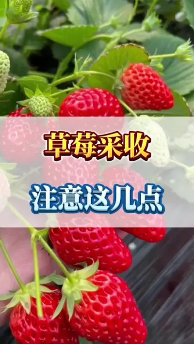 草莓采收，注意这几点#农业种植 #三农 #新鲜采摘