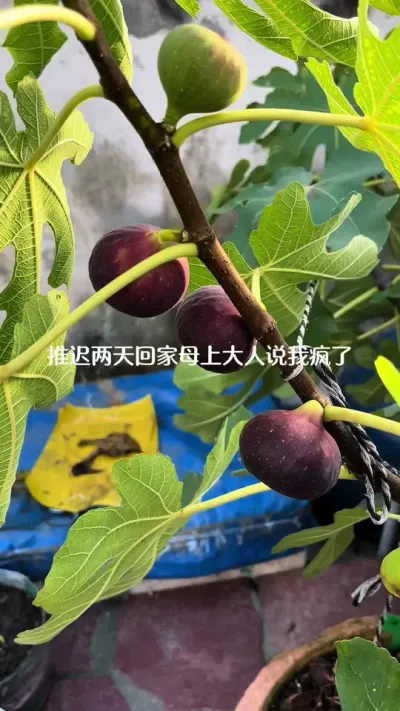 奇葩的晚回家理由！ 被几十平的小露台困住了两天哈哈😃放假❤️上班时还忙！家人都说我是自己找罪受😂可是这种植的快乐只有我们自己懂对吧？#阳台种菜 #无花果 #生菜 #番茄 #种草莓