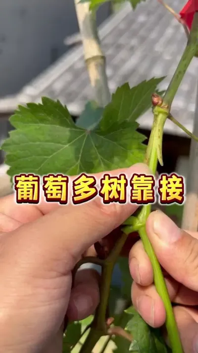 葡萄多树靠接，又开始瞎整活儿了😏#葡萄 #家庭种植 #果树嫁接 #贝子的盆栽小果园 #种植小技巧