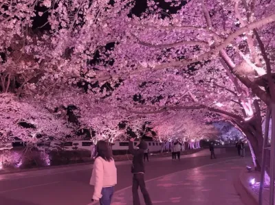 不要犹豫 请立马艾特世界上最漂亮的小公主来看花.#樱花🌸