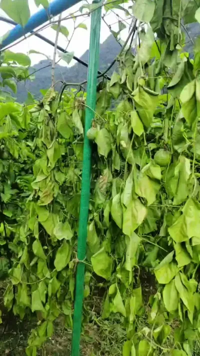 树上还有很多果，直接噶掉，是什么原因呢？#种百香果#黄金百香果种植技术