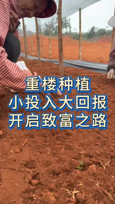 重楼种植，小投入大回报，开启致富之路#农业 #三农种植 #助农 #种植 #服务三农