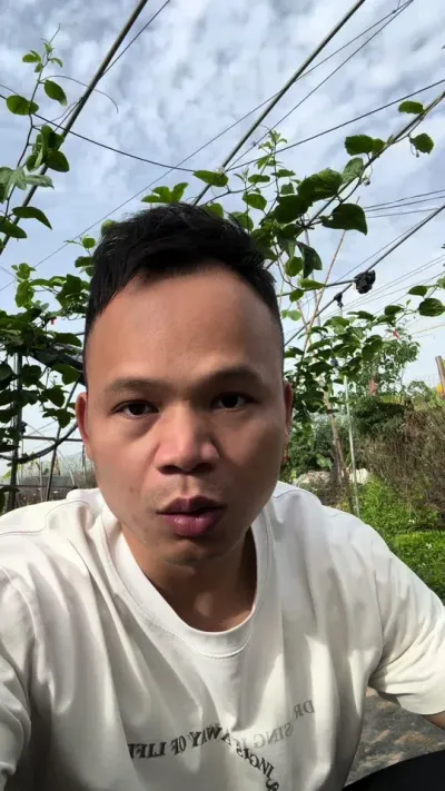 你的百香果种植亏本还是不亏呢#果园管理 #种百香果#黄金百香果种植技术 #百香果用肥#耕元素