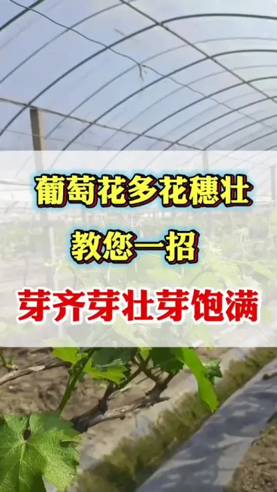 想要葡萄花大花多花穗壮，教您一招#葡萄花多#葡萄开花#葡萄种植