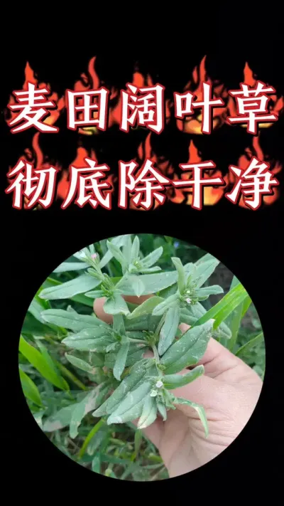 小麦田阔叶杂菜一套搞定，还安全不伤小麦，便宜实用效果好#小麦 #小麦除草剂 #农资肥料 #三农种植 #小麦种植