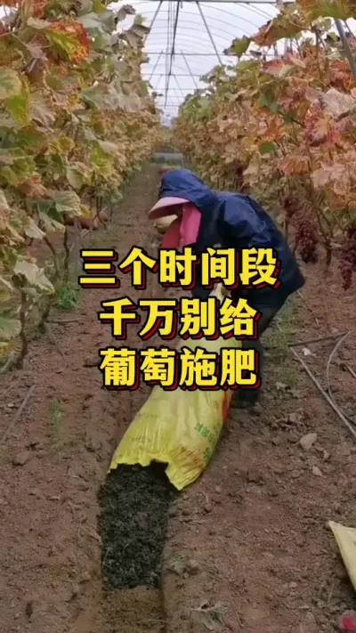 三个时间段，千万别给葡萄施肥#农业种植 #优质农产品 #三农