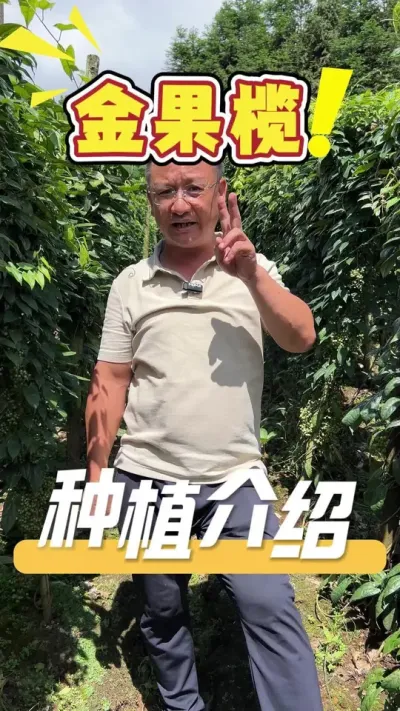 栽一年就可以管多年的中药材&mdash;金果榄。#农业种植#农业技术推广#三农#金果榄