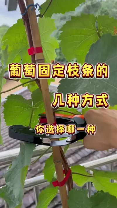 葡萄固定枝条的几种方式，选择适合自己的，才是最好的，铁丝或者同款绑枝机在评论区置顶#盆栽葡萄#楼顶果园 #三农 #家庭种植#内容启发搜索