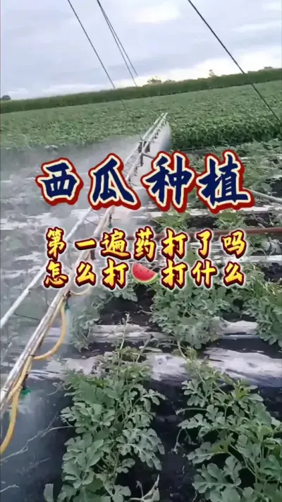 #西瓜种植 #增产增收才是硬道理 #农业技术推广 #病虫害防治
