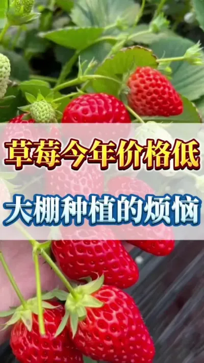 草莓今年价格低，大棚种植的烦恼#农业种植 #草莓种植 #草莓管理