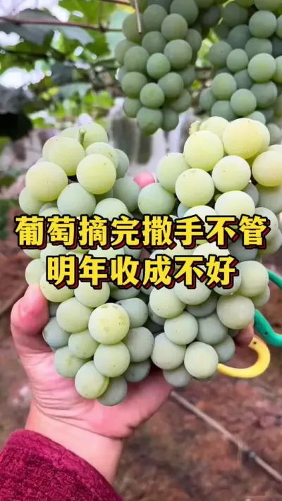 葡萄摘完撒手不管，明年收成不好#葡萄种植