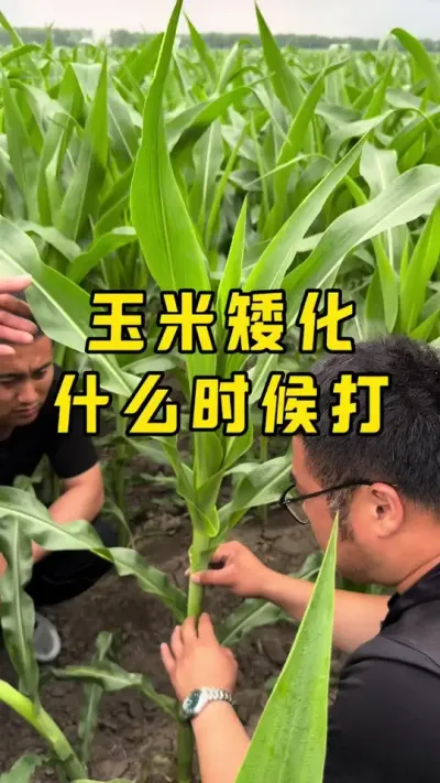 玉米矮化几片叶打最好？ 6-10完全展开叶#农业技术 #种植技术 #抖音新农人