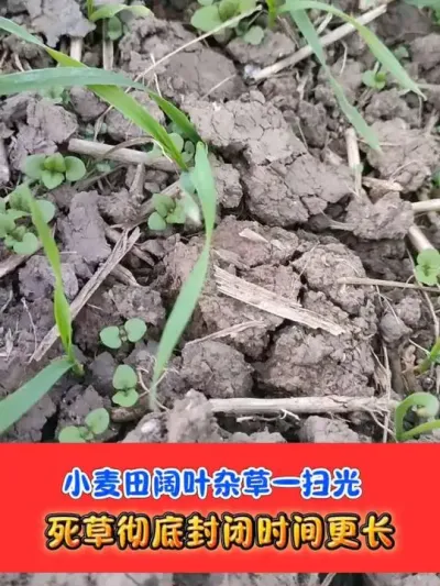 小麦田婆婆纳等阔叶草就用《麦狄》封杀 #小麦 #小麦除草剂 #小麦种植 #农资肥料