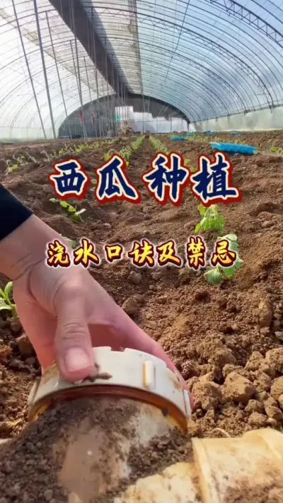 #西瓜种植 #增产增收才是硬道理 #西瓜管理 #农业技术推广
