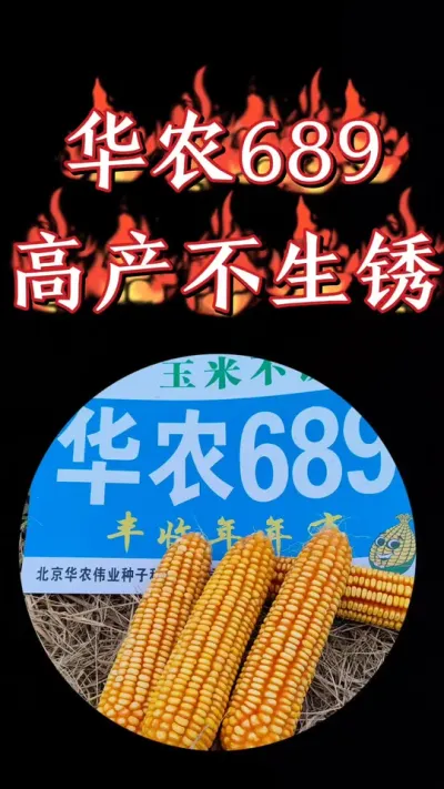 锈病免疫一粒封顶的优秀玉米品种☞华农689，值得拥有#农资肥料 #高产玉米种子 #三农种植 #玉米 #高产玉米