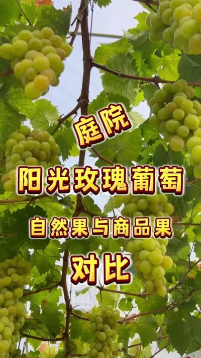 今年让我最满意的自然果之一居然是阳光玫瑰～庭院阳光玫瑰自然果与商品果的对比～#阳光玫瑰葡萄 #葡萄熟了 #楼顶果园 #盆栽葡萄 #葡萄