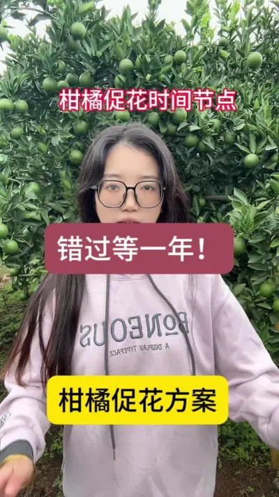 #柑橘种植 #柑橘 #果园管理 柑橘促花的关键节点！错过又要等一年！