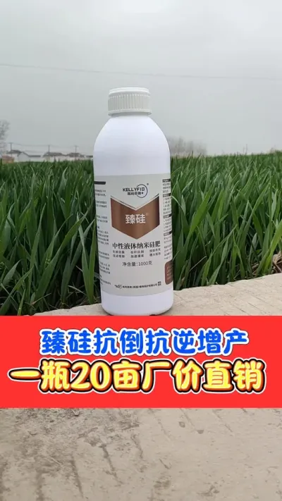 臻硅加磷酸二氢钾，增产抗倒黄金搭档 小麦拔节后用臻硅，让茎杆粗壮抗倒伏，提高光合作用增加产量#农资肥料 #三农种植 #小麦 #小麦种植 #臻硅