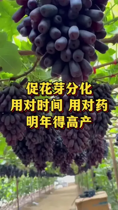 促花芽分化，用对时间，用对药，明年得高产#优质农产品 #农业种植 #葡萄种植