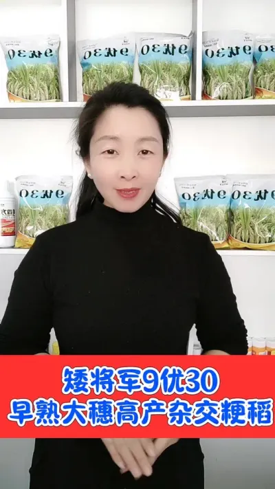 矮杆高产大穗王☞9优30，圆粒杂交粳稻，熟期早，产量高，抗病还抗倒#水稻 #高产水稻品种 #9优30 #水稻种植 #农资肥料