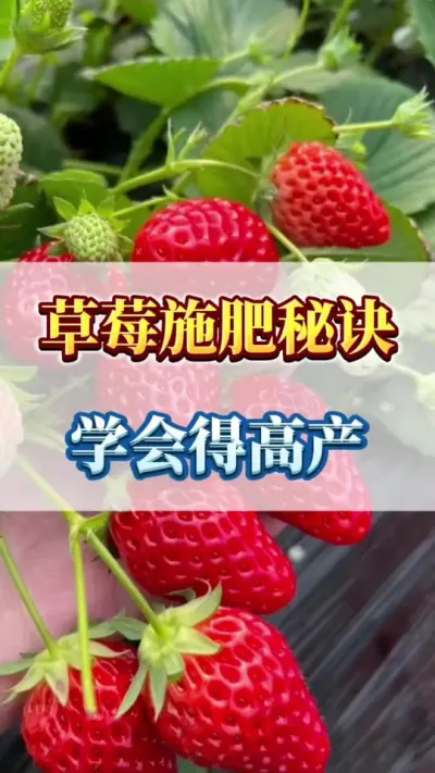 草莓施肥秘诀，学会得高产#三农 #农业种植 #草莓种植管理技术和方法