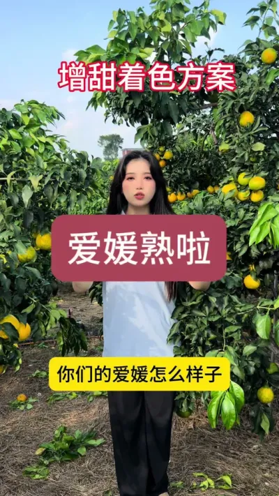国庆前就能上市的爱媛，今年最早上市的爱媛！#三农 #柑橘 #柑橘种植