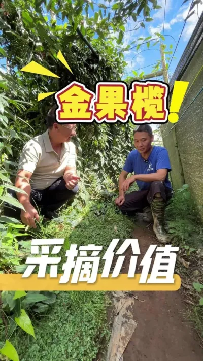 金果榄的种植价值很高，并且第一年育完苗，后续就不用再买苗了。#金果榄#农业种植#农业技术推广#金果榄种子