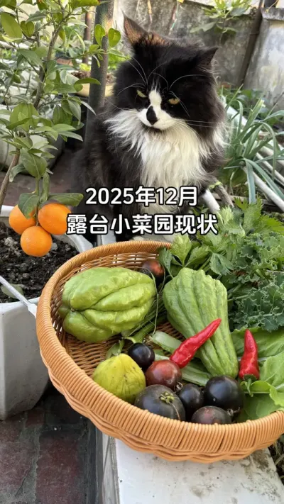 看不够，根本看不够！露台小菜园现状！你们在小阳台都种了什么菜？每天上班前、下班后都要来看看我的菜！有时端着饭碗吃着看👀对象都说我疯了😂#阳台种菜 #小菜园 #自己种菜 #种植小技巧 #田园生活