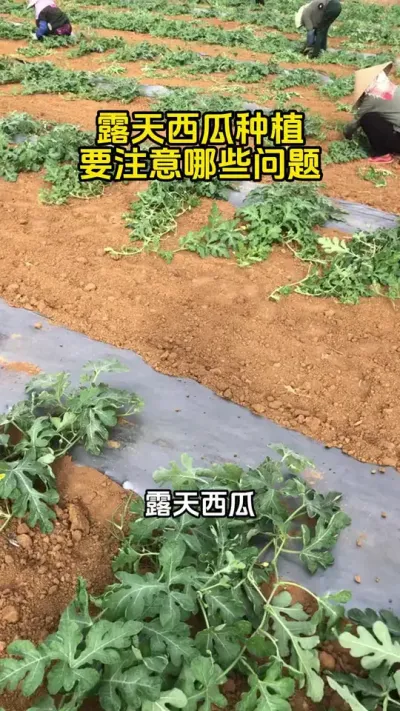 #西瓜种植#西瓜管理#西瓜高产#露天西瓜