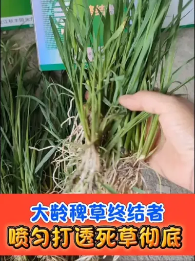 大龄难打稗草克星铁砂掌 难打稗草就用铁砂掌#水稻 #水稻种植 #水稻除草剂 #农资肥料 #农业种植