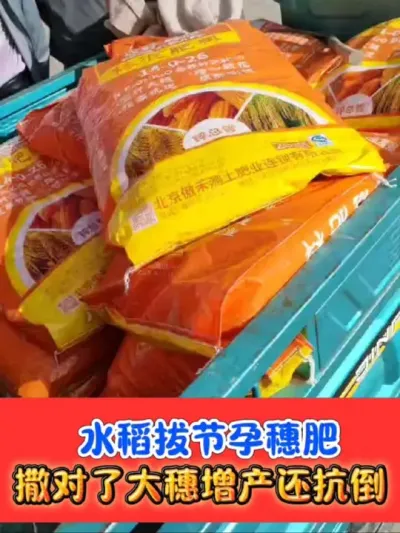 水稻拔节孕穗肥增产增收看得见 用对拔节孕穗肥，穗大粒饱产量高，轻松增产抗倒伏#水稻种植 #水稻拔节孕穗期 #水稻高产技术 #农资店 #农业种植