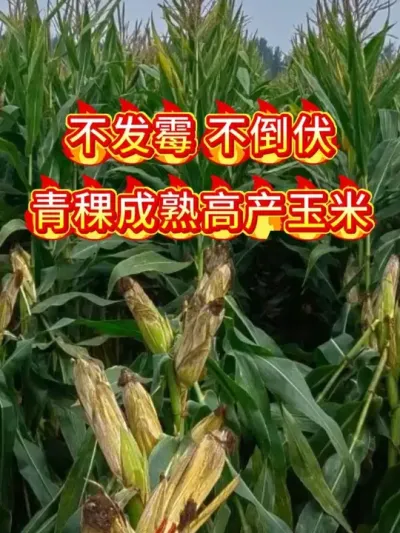 不发霉不倒伏，青稞成熟高产玉米#三农 #玉米 种子#高产玉米种子
