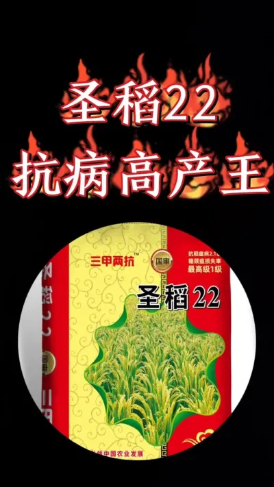 高产王圣稻22水稻品种，不抢没货啦，圣稻22，高产抗病王#水稻种植 #圣稻22 #水稻 #高产水稻品种 #农业种植