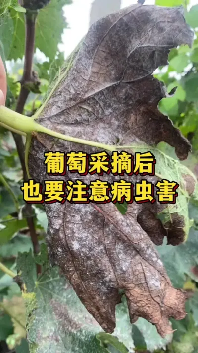 葡萄采摘后，也要注意病虫害#农业种植 #三农 #农业种植