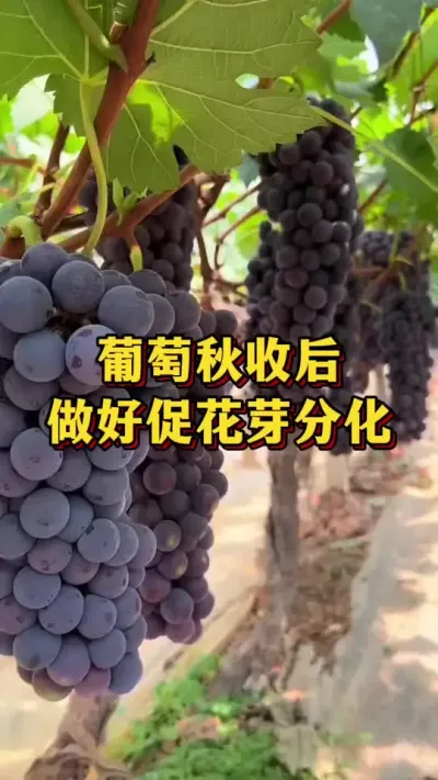 葡萄采收后，促花芽分化#农业种植 #三农 #果树种植