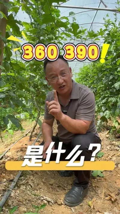390和360方案是什么，有什么作用，发哥为您揭晓。#农业技术推广#种植管理技术#方案管理#三农